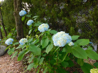 DSCN6822