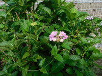 DSCN6816