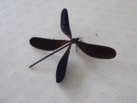 P1140104